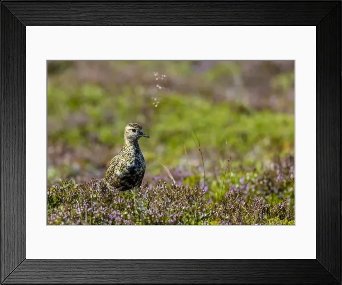 Framed Print : An adult Eurasian golden plover (Pluvialis apricaria), near Eldborg Volcanic Crater Framed Print : An adult Eurasian golden plover (Pluvialis apricaria), near Eldborg Volcanic Crater