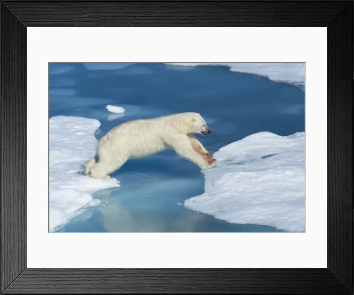 Framed Print : Male polar bear (Ursus maritimus) with blood on his nose and leg jumping over ice floes Framed Print : Male polar bear (Ursus maritimus) with blood on his nose and leg jumping over ice floes