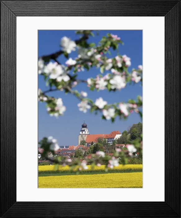 Framed Print : Tree blossom and rape fields in spring, Stiftskirche church, Herrenberg, Baden-Wurttemberg Framed Print : Tree blossom and rape fields in spring, Stiftskirche church, Herrenberg, Baden-Wurttemberg