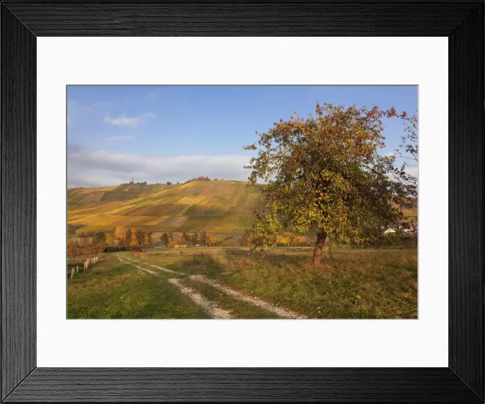 Framed Print : Vineyards in autumn, Weinstadt, Rems Murr District, Baden-Wurttemberg, Germany, Europe Framed Print : Vineyards in autumn, Weinstadt, Rems Murr District, Baden-Wurttemberg, Germany, Europe