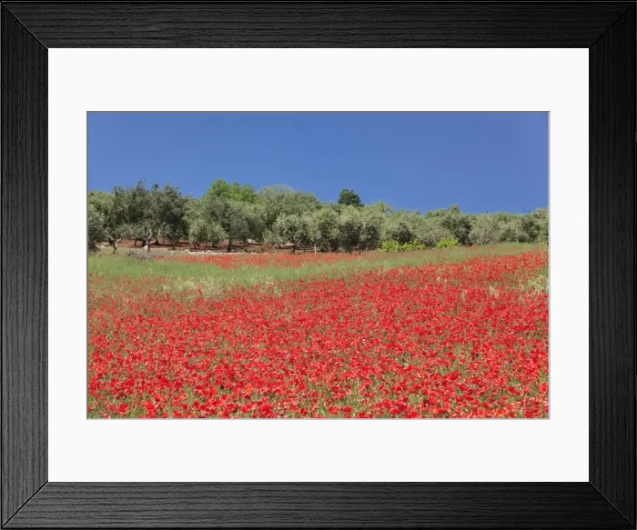 Framed Print : Field of poppies and olive trees, Valle d Itria, Bari district, Puglia, Italy, Europe Framed Print : Field of poppies and olive trees, Valle d Itria, Bari district, Puglia, Italy, Europe