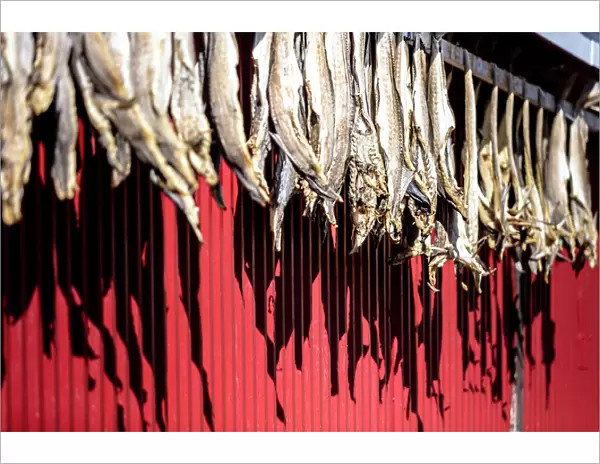 Dried stockfish is the main typical Norwegian product, Hamnoy, Moskenes, Nordland