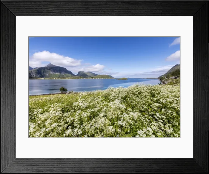 Framed Print : Summer flowers framed by clear water, Fredvang, Flakstad municipality, Nordland county Framed Print : Summer flowers framed by clear water, Fredvang, Flakstad municipality, Nordland county