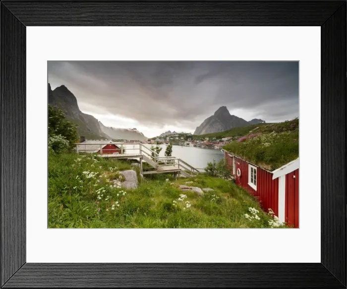 Framed Print : Green grass and flowers frame the typical Rorbu surrounded by sea, Reine, Nordland county Framed Print : Green grass and flowers frame the typical Rorbu surrounded by sea, Reine, Nordland county