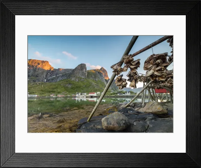 Framed Print : Midnight sun on dried fish framed by fishing village and peaks, Reine, Nordland county Framed Print : Midnight sun on dried fish framed by fishing village and peaks, Reine, Nordland county