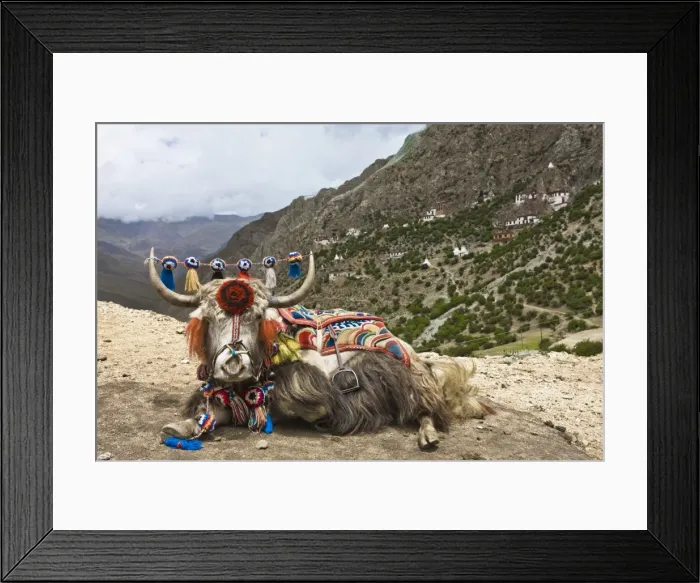 Framed Print : Yak in Drak Yerpa, Tibet, China, Asia Framed Print : Yak in Drak Yerpa, Tibet, China, Asia