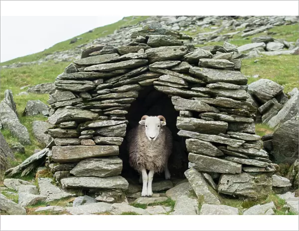 A sheep inside an old shepherds stone shelter on the trail to The Old Man of Coniston