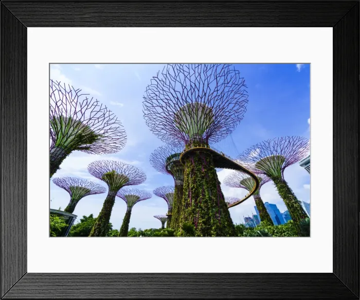 Framed Print : Supertree Grove in the Gardens by the Bay, a futuristic botanical gardens and park Framed Print : Supertree Grove in the Gardens by the Bay, a futuristic botanical gardens and park