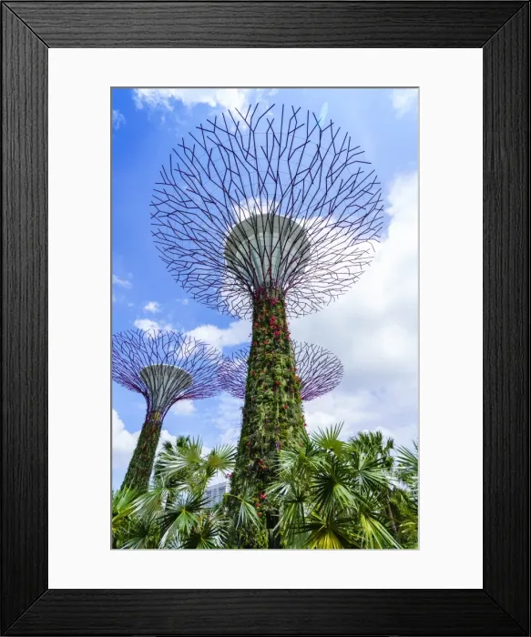 Framed Print : Supertree Grove in the Gardens by the Bay, a futuristic botanical gardens and park Framed Print : Supertree Grove in the Gardens by the Bay, a futuristic botanical gardens and park