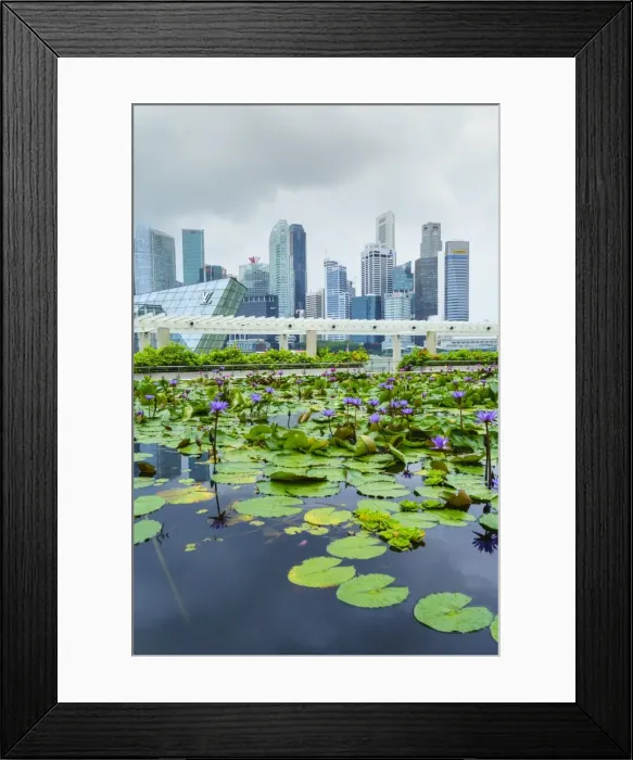 Framed Print : Water lily garden by the ArtScience Museum with city skyline beyond, Marina Bay, Singapore Framed Print : Water lily garden by the ArtScience Museum with city skyline beyond, Marina Bay, Singapore