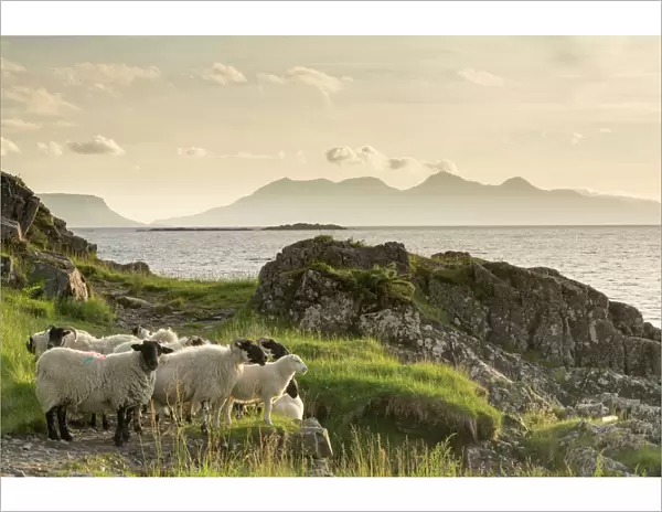 Sheep on the beach at Camusdarach, Arisaig, Highlands, Scotland, United Kingdom, Europe