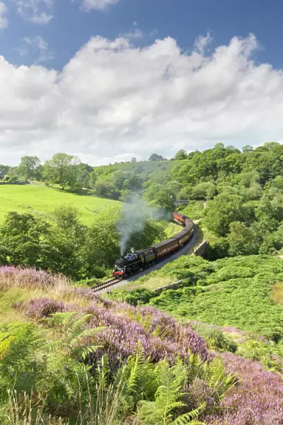 A steam locomotive pulling carriages through Darnholme on the North Yorkshire Steam