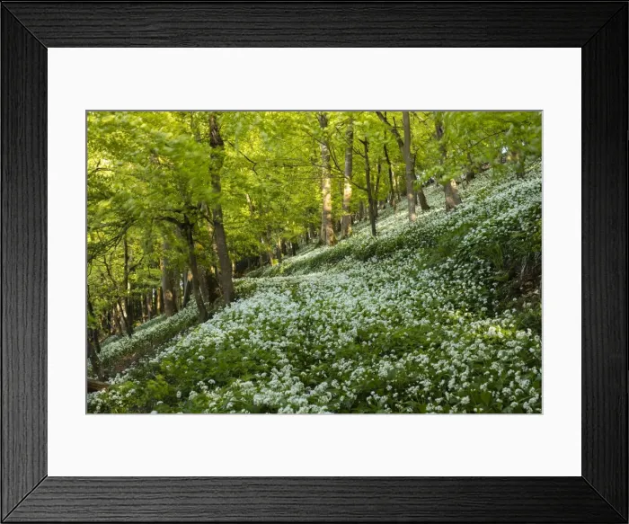 Framed Print : A carpet of wild garlic (ramsons) on a hilly section of this British deciduous woodland Framed Print : A carpet of wild garlic (ramsons) on a hilly section of this British deciduous woodland