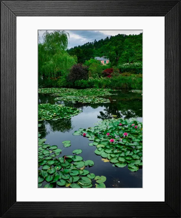 Framed Print : Waterlies in front of Monets house, Giverny, Normandy, France, Europe