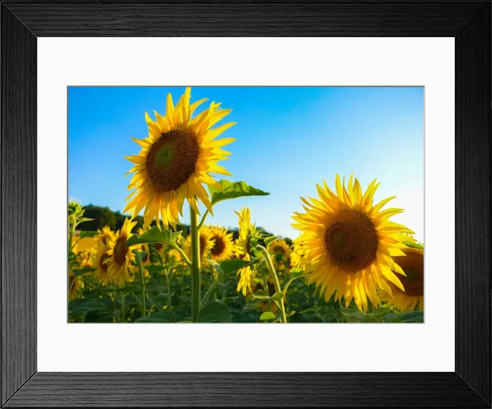 Framed Print : Sunflowers, near Chalabre, Aude, France, Europe Framed Print : Sunflowers, near Chalabre, Aude, France, Europe