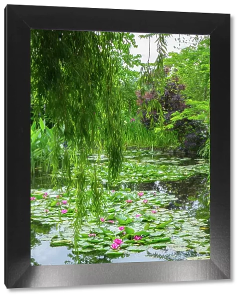 Weeping willow and waterlilies, Monets Garden, Giverny, Normandy, France, Europe