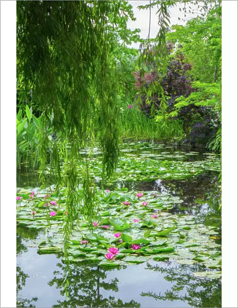 Weeping willow and waterlilies, Monets Garden, Giverny, Normandy, France, Europe