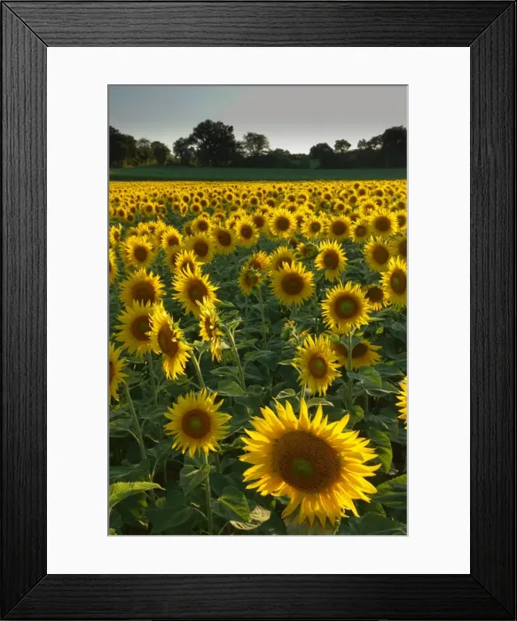 Framed Print : Sunflowers, near Chalabre, Aude, France, Europe Framed Print : Sunflowers, near Chalabre, Aude, France, Europe