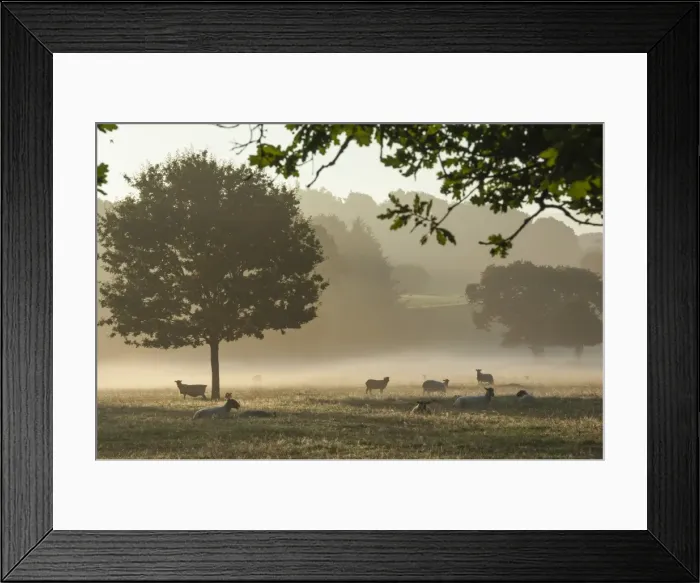 Framed Print : Morning mist, sheep feeding, Eden Valley, Cumbria, England, United Kingdom, Europe Framed Print : Morning mist, sheep feeding, Eden Valley, Cumbria, England, United Kingdom, Europe