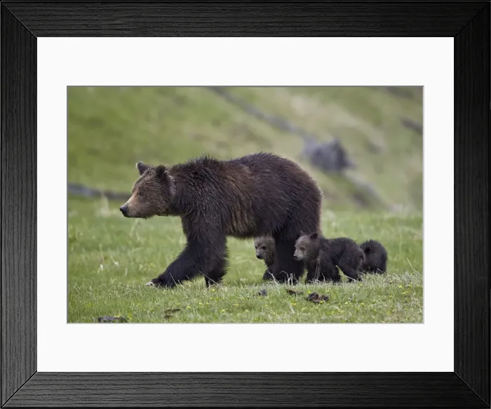 Framed Print : Grizzly bear (Ursus arctos horribilis) sow and three cubs of the year, Yellowstone National Park Framed Print : Grizzly bear (Ursus arctos horribilis) sow and three cubs of the year, Yellowstone National Park