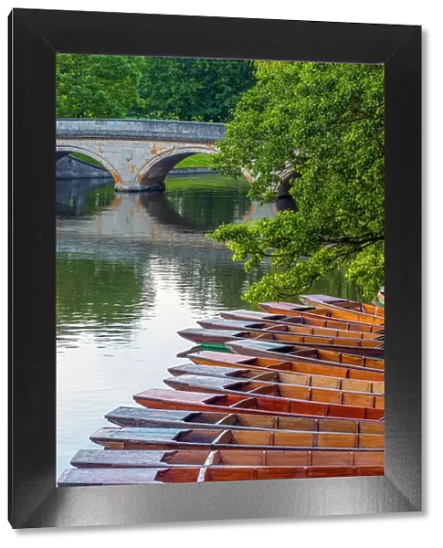 Punts on the River Cam, The Backs, Cambridge, Cambridgeshire, England, United Kingdom