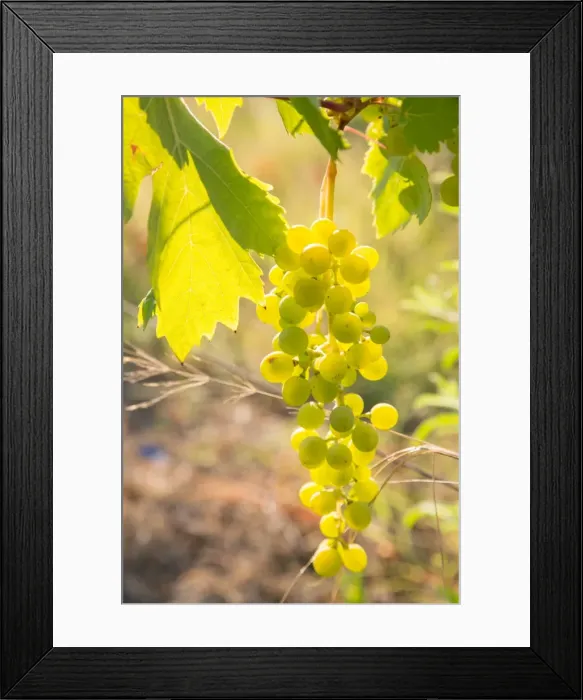 Framed Print : Grapes, vineyards at Diano Castello, Imperia, Liguria, Italy, Europe Framed Print : Grapes, vineyards at Diano Castello, Imperia, Liguria, Italy, Europe