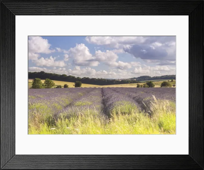 Framed Print : Lavender fields near to Snowshill, Cotswolds, Gloucestershire, England, United Kingdom Framed Print : Lavender fields near to Snowshill, Cotswolds, Gloucestershire, England, United Kingdom