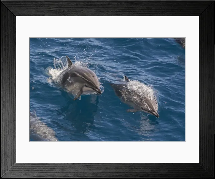 Framed Print : Clymene dolphin (Stenella clymene), Senegal, West Africa, Africa Framed Print : Clymene dolphin (Stenella clymene), Senegal, West Africa, Africa