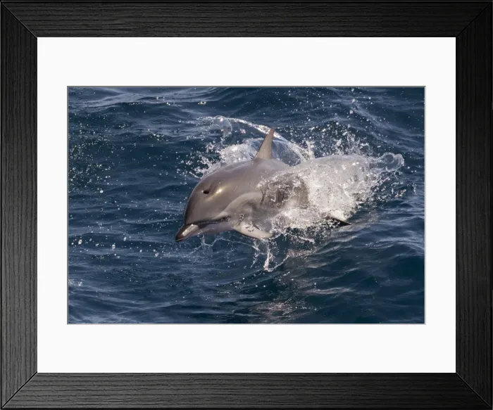 Framed Print : Clymene dolphin (Stenella clymene) porpoising towards the photographer, showing characteristic Framed Print : Clymene dolphin (Stenella clymene) porpoising towards the photographer, showing characteristic