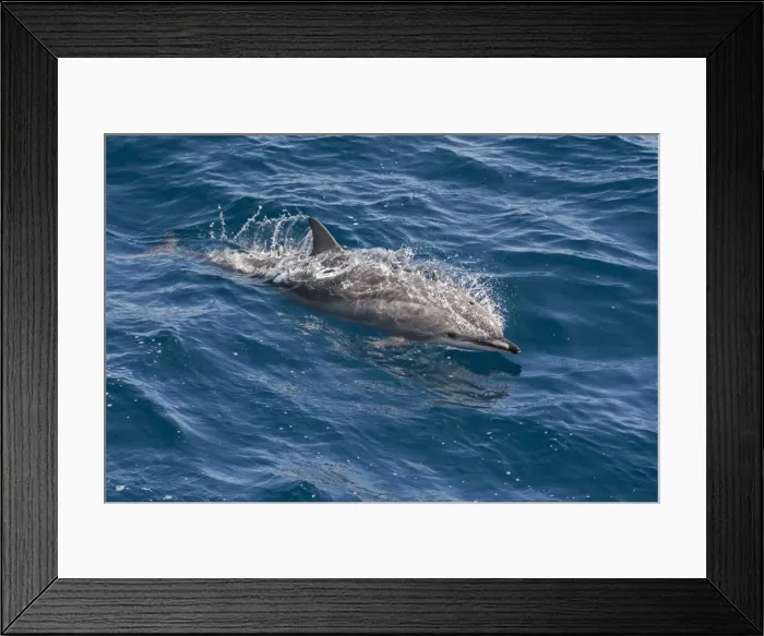 Framed Print : Clymene dolphin (Stenella clymene) breaking the surface, showing characteristic markings on face Framed Print : Clymene dolphin (Stenella clymene) breaking the surface, showing characteristic markings on face