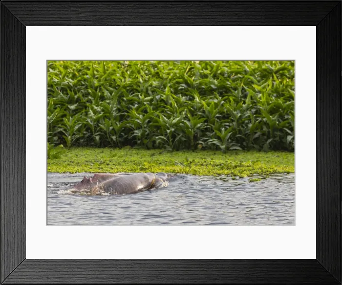 Framed Print : Adult Amazon pink river dolphins (Inia geoffrensis) surfacing on the Pacaya River Framed Print : Adult Amazon pink river dolphins (Inia geoffrensis) surfacing on the Pacaya River