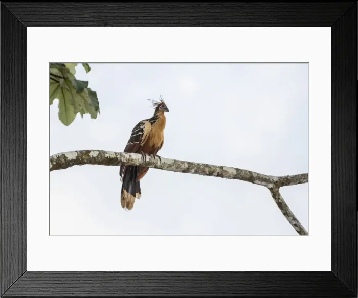 Framed Print : Adult Hoatzin (Opisthocomus hoazin) perched over the El Dorado River, Upper Amazon River Basin Framed Print : Adult Hoatzin (Opisthocomus hoazin) perched over the El Dorado River, Upper Amazon River Basin