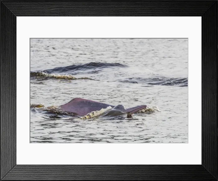 Framed Print : Adult Amazon pink river dolphins (Inia geoffrensis) surfacing in the Pacaya-Samiria Nature Reserve Framed Print : Adult Amazon pink river dolphins (Inia geoffrensis) surfacing in the Pacaya-Samiria Nature Reserve