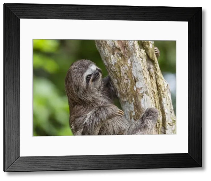 Framed Print : A captive pet brown-throated sloth (Bradypus variegatus), San Francisco Village, Loreto Framed Print : A captive pet brown-throated sloth (Bradypus variegatus), San Francisco Village, Loreto