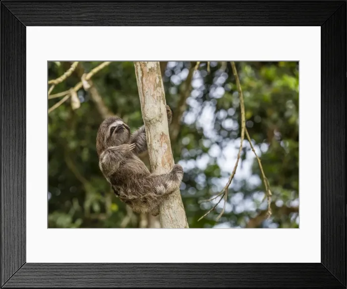 Framed Print : A captive pet brown-throated sloth (Bradypus variegatus), San Francisco Village, Loreto Framed Print : A captive pet brown-throated sloth (Bradypus variegatus), San Francisco Village, Loreto