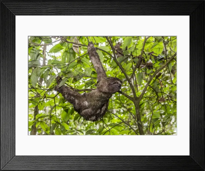 Framed Print : A wild brown-throated sloth (Bradypus variegatus), Landing Casual, Upper Amazon River Basin Framed Print : A wild brown-throated sloth (Bradypus variegatus), Landing Casual, Upper Amazon River Basin