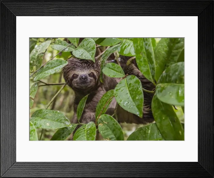 Framed Print : A wild brown-throated sloth (Bradypus variegatus), Landing Casual, Upper Amazon River Basin Framed Print : A wild brown-throated sloth (Bradypus variegatus), Landing Casual, Upper Amazon River Basin