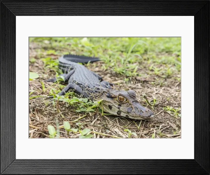 Framed Print : A juvenile captive black caiman (Caiman niger), San Francisco Village, Loreto, Peru Framed Print : A juvenile captive black caiman (Caiman niger), San Francisco Village, Loreto, Peru
