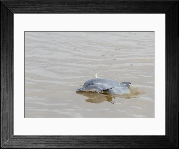 Framed Print : Adult gray dolphin (bufeo gris) (Sotalia fluviatilis), Amazon National Park, Loreto Framed Print : Adult gray dolphin (bufeo gris) (Sotalia fluviatilis), Amazon National Park, Loreto