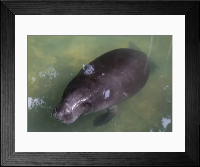 Framed Print : Captive Amazonian manatee (Trichechus inunguis) at the Manatee Rescue Center, Iquitos Framed Print : Captive Amazonian manatee (Trichechus inunguis) at the Manatee Rescue Center, Iquitos