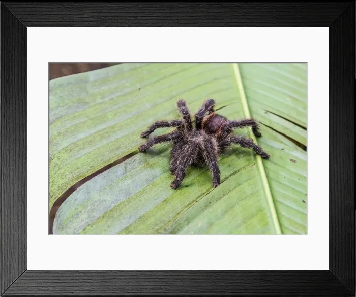 Framed Print : A captured Peruvian tarantula (Theraphosidae spp), Landing Casual, Upper Amazon River Basin Framed Print : A captured Peruvian tarantula (Theraphosidae spp), Landing Casual, Upper Amazon River Basin