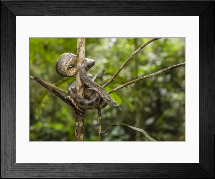 Framed Print : A wild green anaconda (Eunectes murinus), Amazon National Park, Loreto, Peru, South Framed Print : A wild green anaconda (Eunectes murinus), Amazon National Park, Loreto, Peru, South