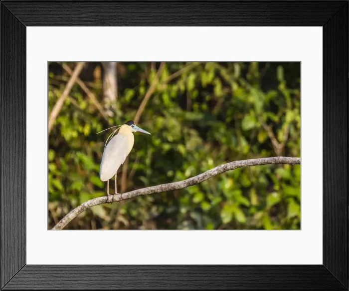 Framed Print : Adult capped heron (Pilherodius pileatus), Rio Yanayacu, Pacaya-Samiria National Reserve Framed Print : Adult capped heron (Pilherodius pileatus), Rio Yanayacu, Pacaya-Samiria National Reserve
