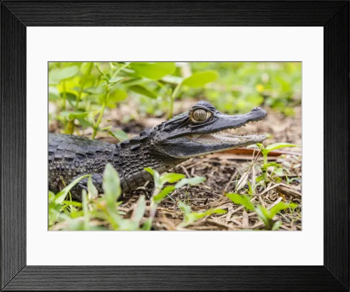 Framed Print : A captive Schneiders smooth-fronted caiman (Paleosuchus trigonatus), San Francisco Village Framed Print : A captive Schneiders smooth-fronted caiman (Paleosuchus trigonatus), San Francisco Village