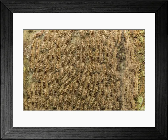 Framed Print : Caterpillars on tree bark, Upper Amazon River Basin, Amazon National Park, Loreto Framed Print : Caterpillars on tree bark, Upper Amazon River Basin, Amazon National Park, Loreto