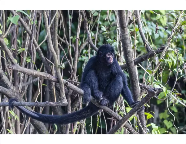 Adult spider monkey (Ateles spp), San Miguel Cano, Loreto, Peru, South America
