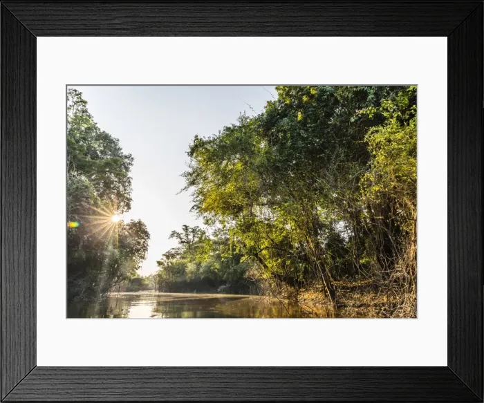 Framed Print : Sun coming through the forest canopy, Yanallpa Cano, Upper Amazon River Basin, Loreto Framed Print : Sun coming through the forest canopy, Yanallpa Cano, Upper Amazon River Basin, Loreto
