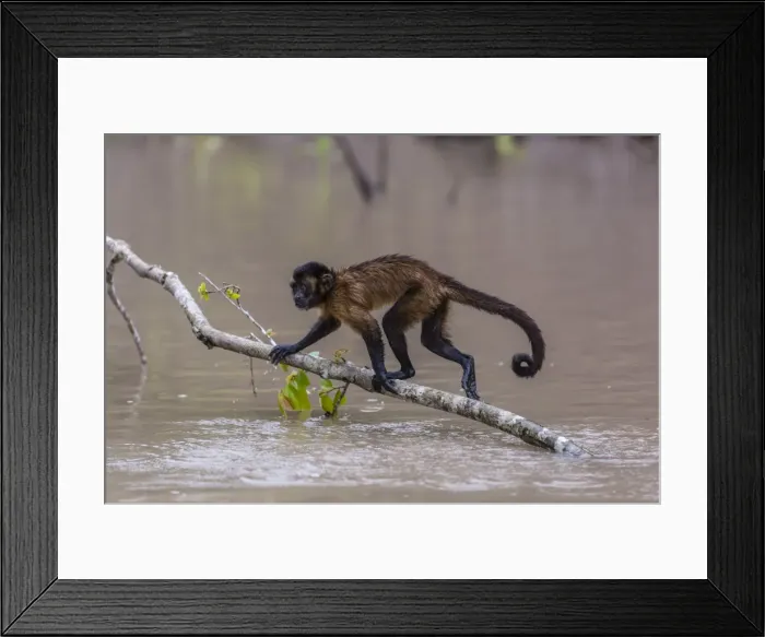 Framed Print : Adult tufted capuchin (Sapajus apella) crossing the water at San Miguel Cano, Loreto Framed Print : Adult tufted capuchin (Sapajus apella) crossing the water at San Miguel Cano, Loreto