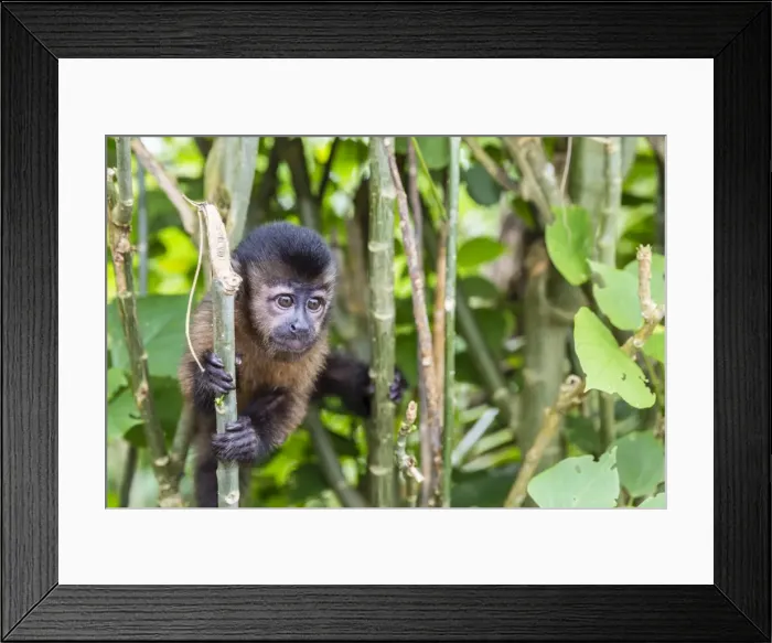 Framed Print : Captive pet tufted capuchin (Sapajus apella), San Francisco Village, Loreto, Peru Framed Print : Captive pet tufted capuchin (Sapajus apella), San Francisco Village, Loreto, Peru