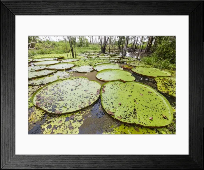 Framed Print : Victoria water lilies (Victoria amazonica), Puerto Miguel, Upper Amazon River Basin Framed Print : Victoria water lilies (Victoria amazonica), Puerto Miguel, Upper Amazon River Basin
